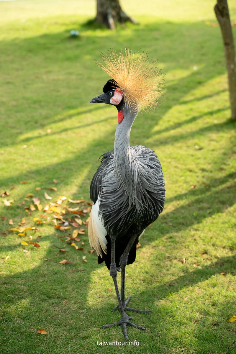 【九九峰動物樂園】南投草屯景點.巨型天網鳥籠.台版侏儸紀恐龍丘