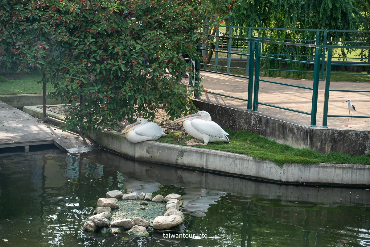 【九九峰動物樂園】南投草屯景點.巨型天網鳥籠.台版侏儸紀恐龍丘