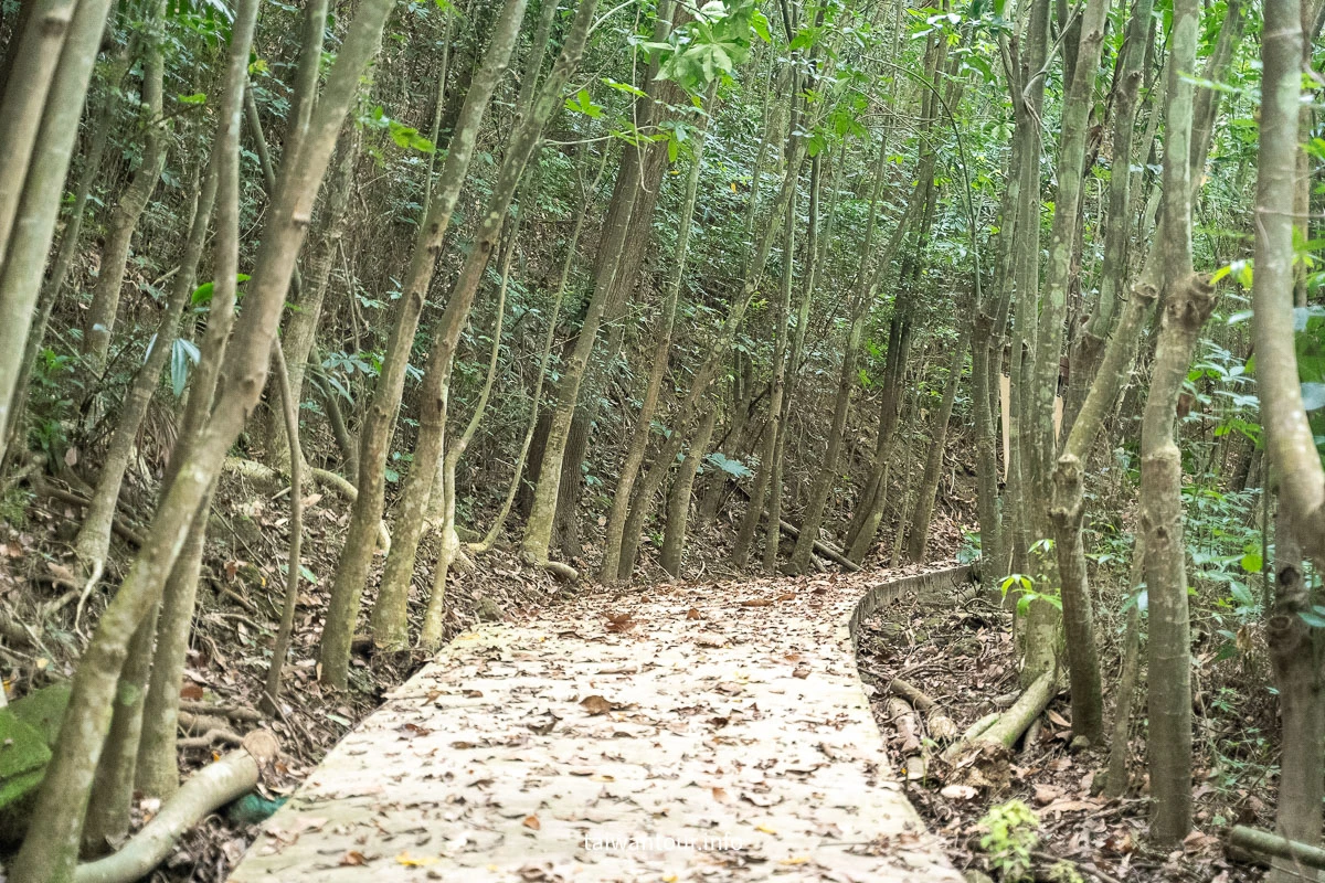 【永祿桐花古道】南投中寮鄉親子步道推薦