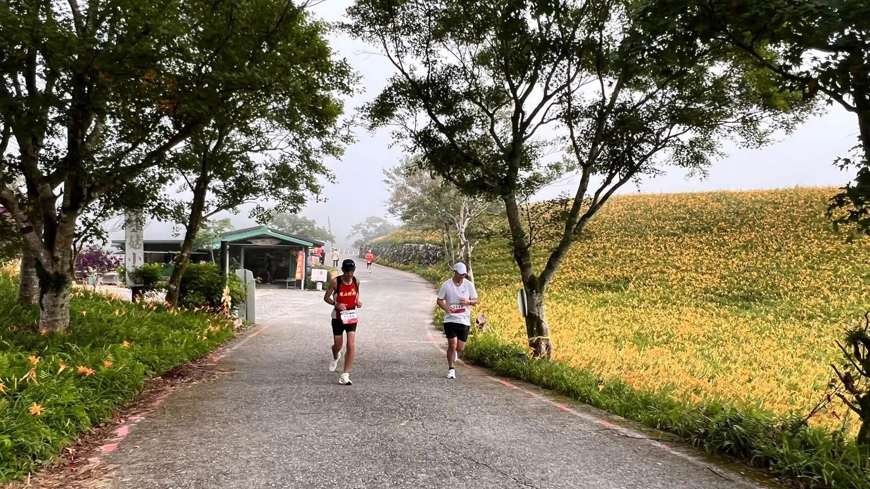 金黃花海迎熱血跑者！花蓮富里六十石山超半馬登場　27名國際跑者共襄盛舉