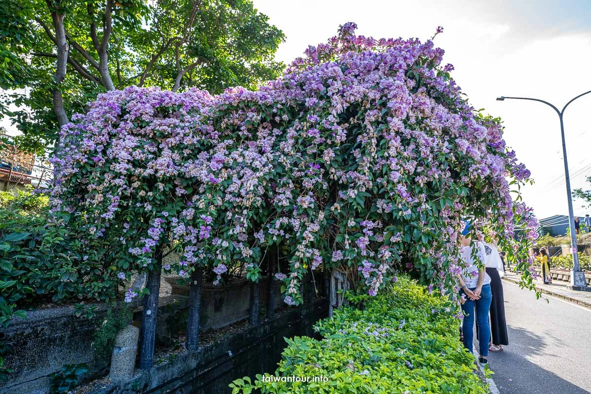 2026【楓樹河濱公園】泰山蒜香藤花季.交通怎麼去 2026【楓樹河濱公園】泰山蒜香藤花季.交通怎麼去