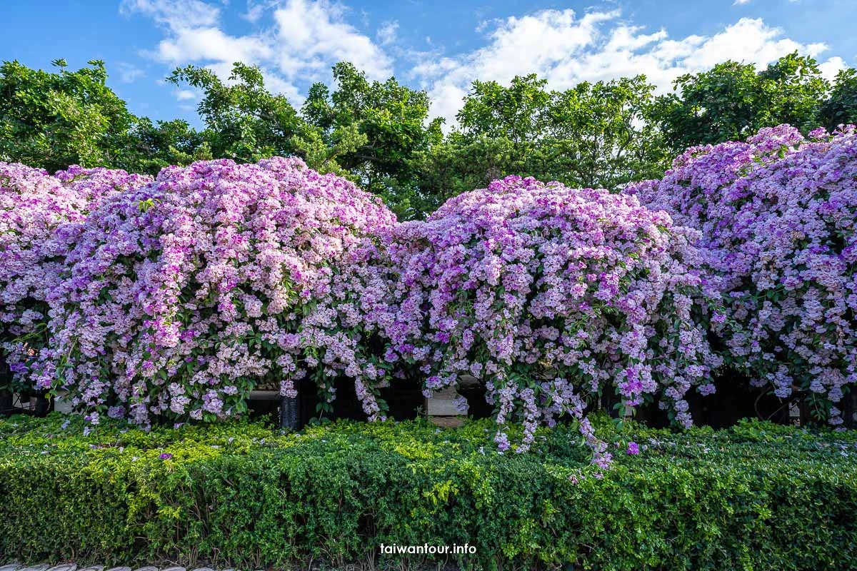 2026【楓樹河濱公園】泰山蒜香藤花季.交通怎麼去 2026【楓樹河濱公園】泰山蒜香藤花季.交通怎麼去