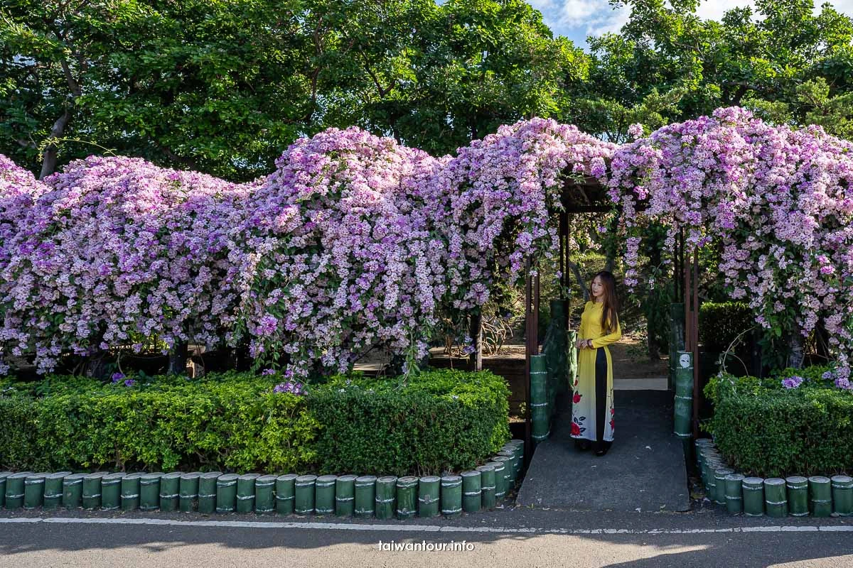 2026【楓樹河濱公園】泰山蒜香藤花季.交通怎麼去 2026【楓樹河濱公園】泰山蒜香藤花季.交通怎麼去