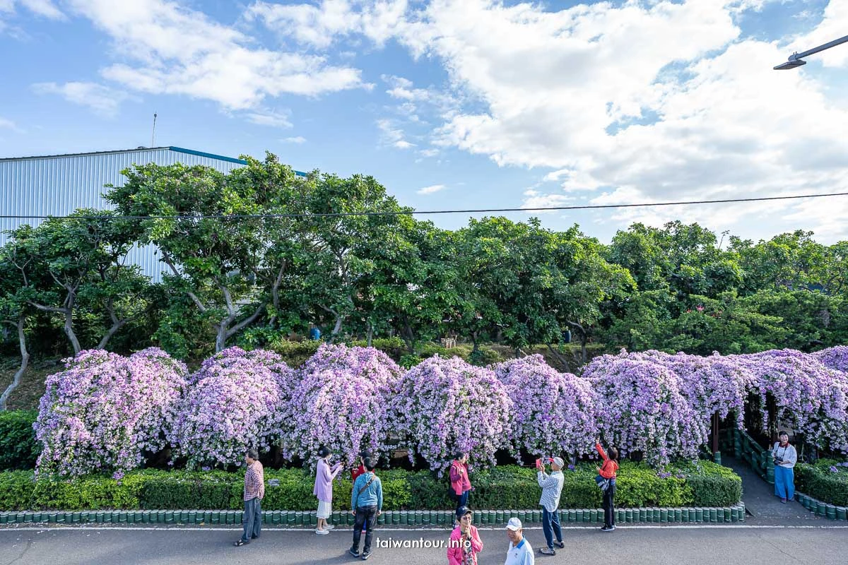 2026【楓樹河濱公園】泰山蒜香藤花季.交通怎麼去 2026【楓樹河濱公園】泰山蒜香藤花季.交通怎麼去