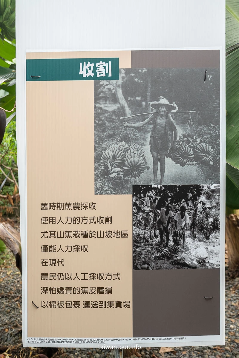 【南投集元果觀光工廠】香蕉主題觀光工廠,室內親子樂園+百種香蕉生態園 【南投集元果觀光工廠】香蕉主題觀光工廠,室內親子樂園+百種香蕉生態園